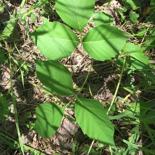 western poison ivy