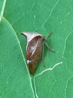 Stictocephala albescens thumbnail 3