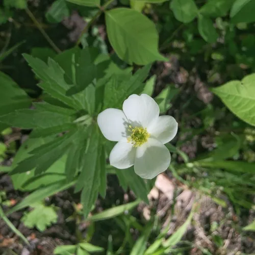 meadow anemone