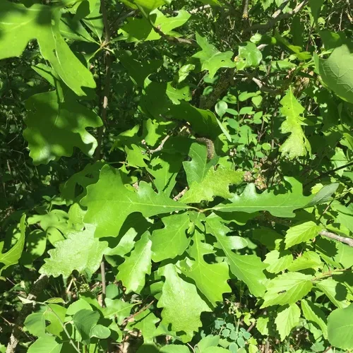 bur oak