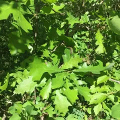 bur oak thumbnail 1