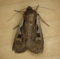 Euxoa idahoensis thumbnail 2