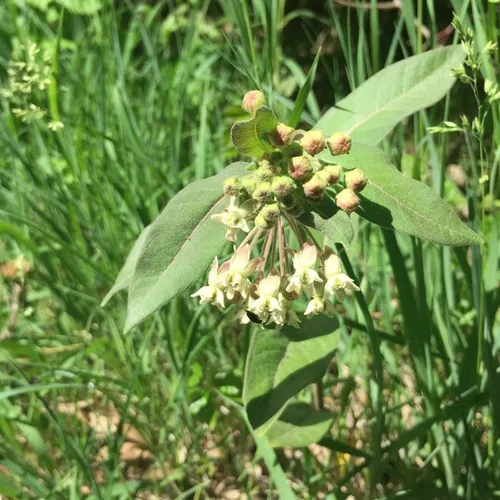 oval-leaved milkweed