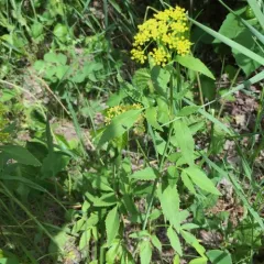 golden Alexanders thumbnail 1