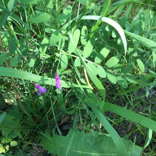 American vetch