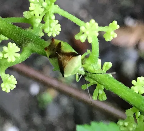 Hercules club stink bug
