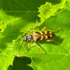 Xestoleptura crassipes thumbnail 2