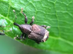 Buttonbush Weevil thumbnail 4