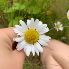 max chrysanthemum thumbnail 3