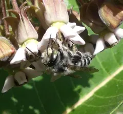 Texas Leafcutter Bee thumbnail 2