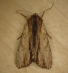 Apamea cuculliformis thumbnail 3