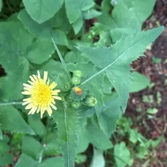 Common Sow-thistle thumbnail 3