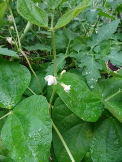 Common Bean thumbnail 2