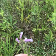 Lilac Penstemon thumbnail 3