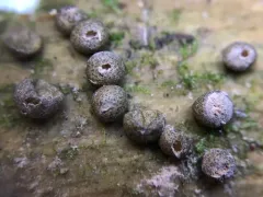 Lycogala exiguum thumbnail 3