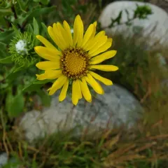 Oregon Gumplant thumbnail 2