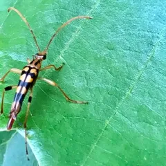 Yellow-horned Flower Longhorn Beetle thumbnail 2