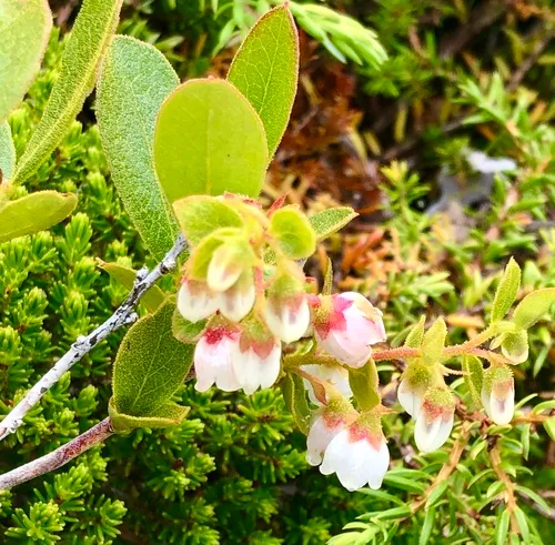 northern dwarf huckleberry