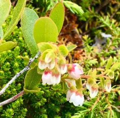northern dwarf huckleberry thumbnail 1