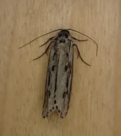 Gray Ethmia Moth thumbnail 2