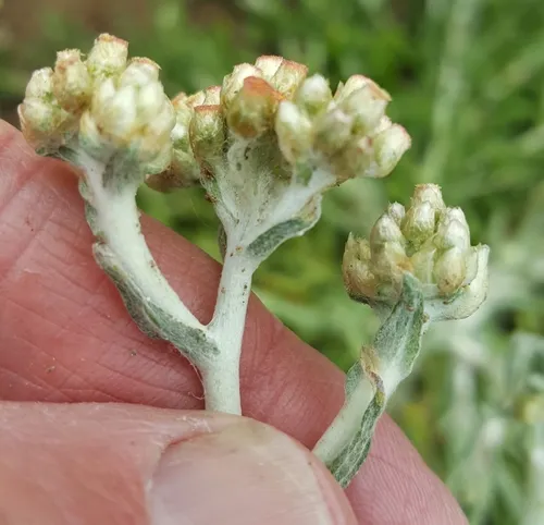 Jersey Cudweed