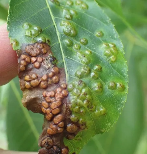 Hickory Bullet Gall Midge