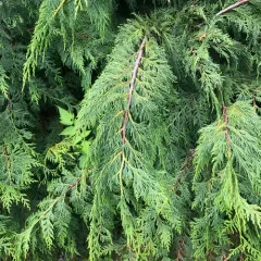 Alaska yellow cedar thumbnail 2