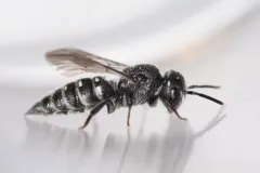 Sixteen-spotted Cuckoo Carder Bee thumbnail 4