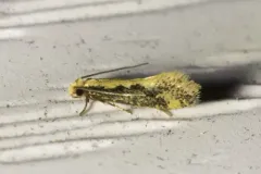 Mandarin Tinea Moth thumbnail 2