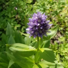Clustered Green Gentian thumbnail 2