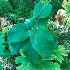 Upright Carrionflower thumbnail 2