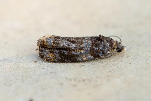 Pristerognatha agilana