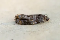 Pristerognatha agilana thumbnail 1