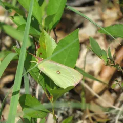 Pink-edged Sulphur thumbnail 3