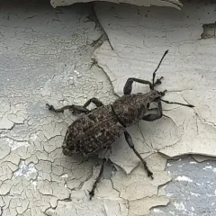 Dyslobus verrucifer thumbnail 3