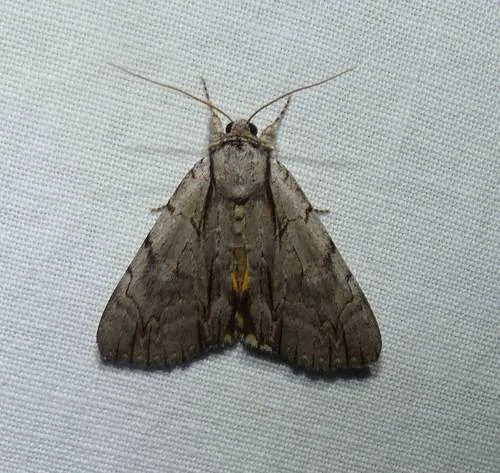 Clinton's Underwing