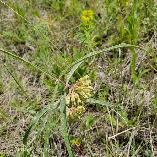 green comet milkweed