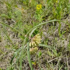 green comet milkweed thumbnail 1