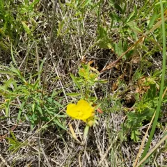 yellow sundrops thumbnail 2