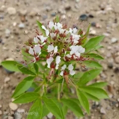 redwhisker clammyweed thumbnail 2