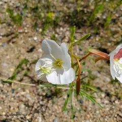 White-stemmed Evening-primrose thumbnail 3