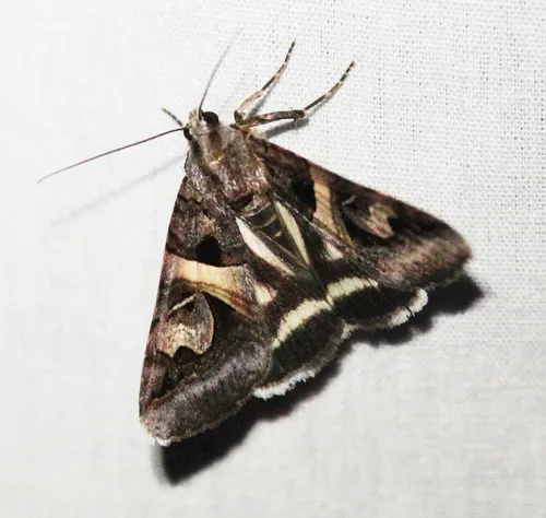 Figure-seven Moth