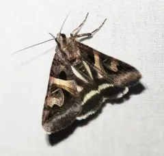 Figure-seven Moth thumbnail 1