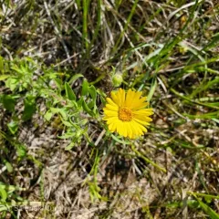 Hairy False Goldenaster thumbnail 3