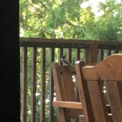 Eastern Phoebe thumbnail 4