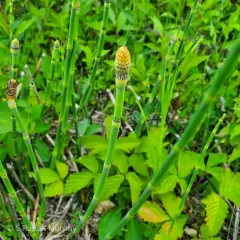 smooth horsetail thumbnail 2