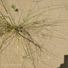 Sand Ricegrass thumbnail 4