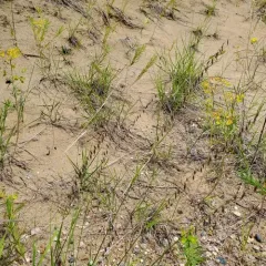 Sideoats Grama thumbnail 3