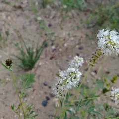 white prairie clover thumbnail 4
