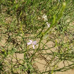 rush skeletonplant thumbnail 2